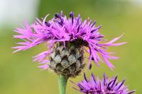 Centaurea scabiosa