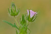 Malva setigera