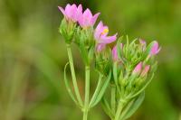 Centaurium erythraea
