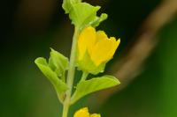 Lysimachia nummularia