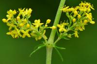 Galium verum
