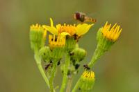 Jacobaea vulgaris