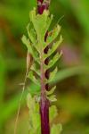 Jacobaea vulgaris