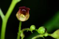 Scrophularia nodosa