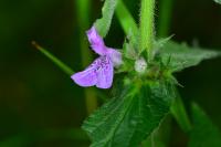 Stachys palustris