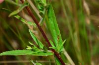 Epilobium tetragonum