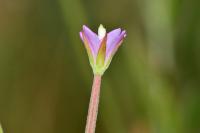 Epilobium tetragonum