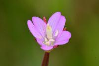Epilobium tetragonum