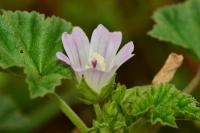 Malva neglecta