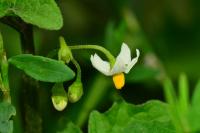 Solanum nigrum