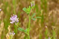 Medicago sativa