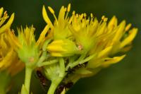 Petrosedum rupestre
