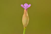 Petrorhagia prolifera