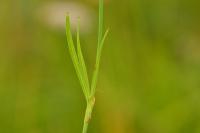 Petrorhagia prolifera