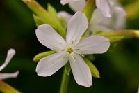 Saponaria officinalis