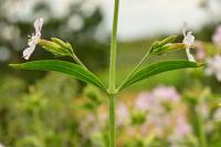 Saponaria officinalis