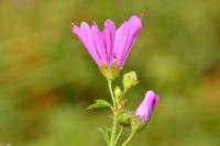 Malva sylvestris