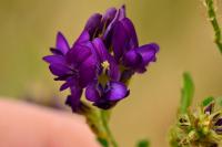 Medicago sativa
