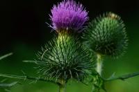 Cirsium vulgare