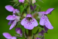 Stachys palustris
