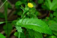 Sonchus asper