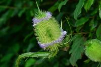 Dipsacus fullonum