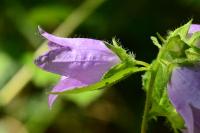 Campanula trachelium