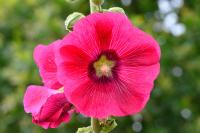 Alcea rosea