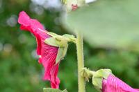 Alcea rosea
