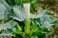 Datura stramonium