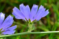 Cichorium intybus