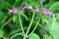 Clinopodium vulgare