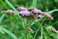 Eupatorium cannabinum