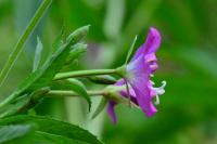 Epilobium hirsutum