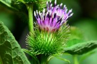 Arctium minus