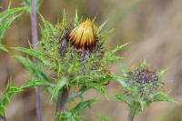 Carlina vulgaris