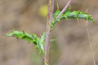 Carlina vulgaris