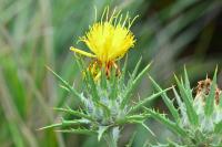 Carthamus lanatus