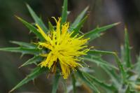 Carthamus lanatus
