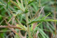 Carthamus lanatus