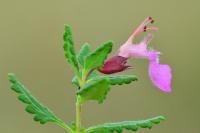 Teucrium chamaedrys