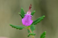 Teucrium chamaedrys
