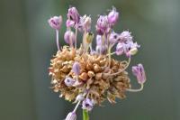 Allium vineale