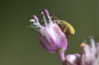 Allium vineale