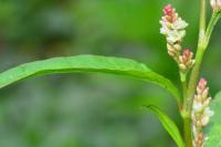 Persicaria lapathifolia
