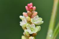 Persicaria lapathifolia
