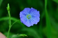 Linum usitatissimum