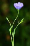 Linum usitatissimum