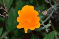 Eschscholzia californica