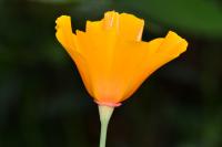 Eschscholzia californica